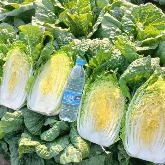三原县白菜，黄心白菜