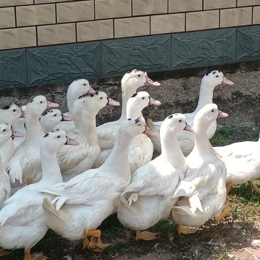漳州白鸭，土番鸭