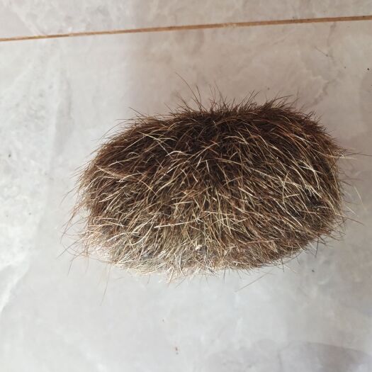 泸西县猪宝
