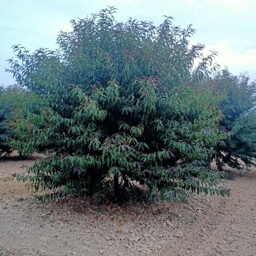 菏泽红叶碧桃，3-15公分，量大欢迎朋友前来选购，