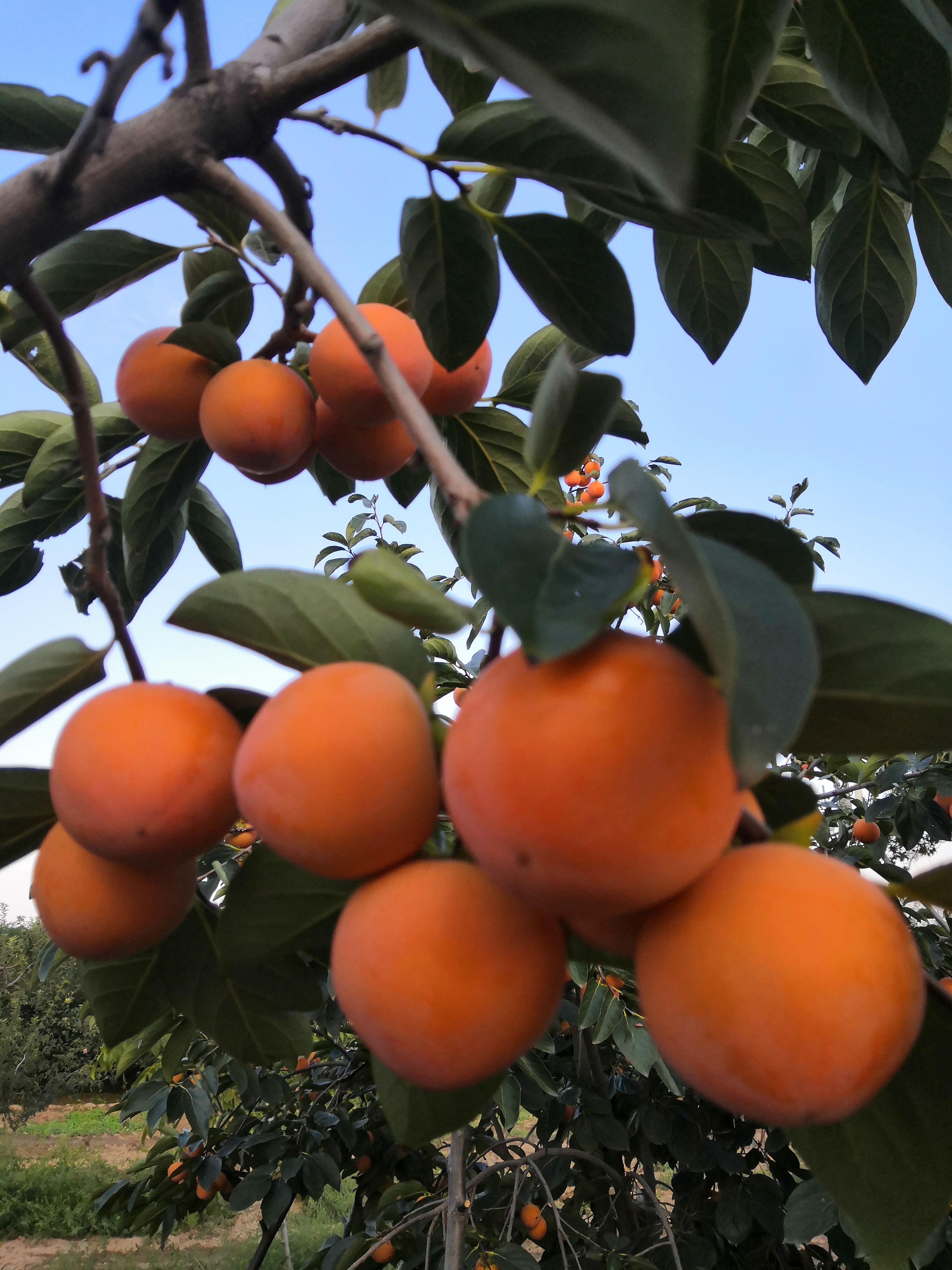 陕西韩城火葫芦柿子