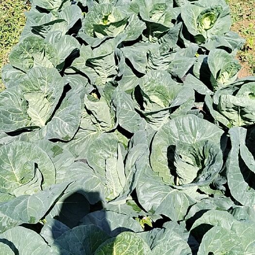 永善县牛心甘蓝，品相好，大小均匀