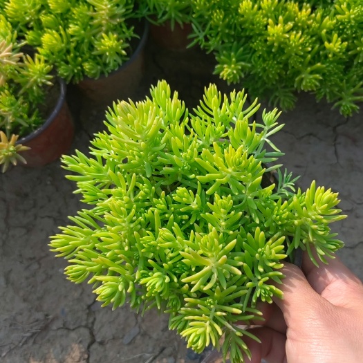 青州市金叶佛甲草