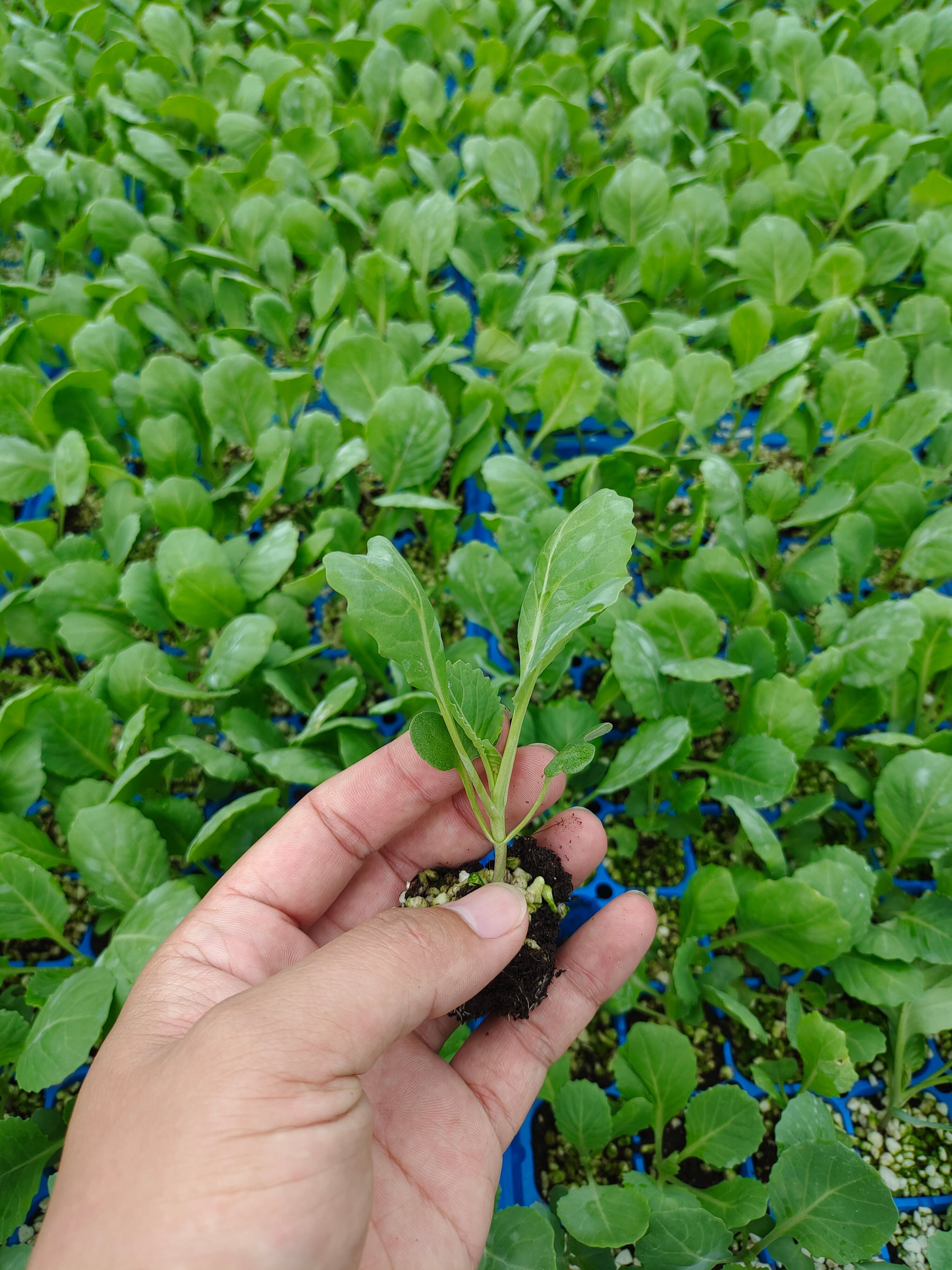 花菜种苗，青梗松花菜种苗