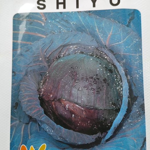 紫甘蓝种子，紫包菜种子