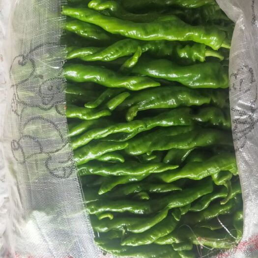 夏邑县青泡椒  精品301