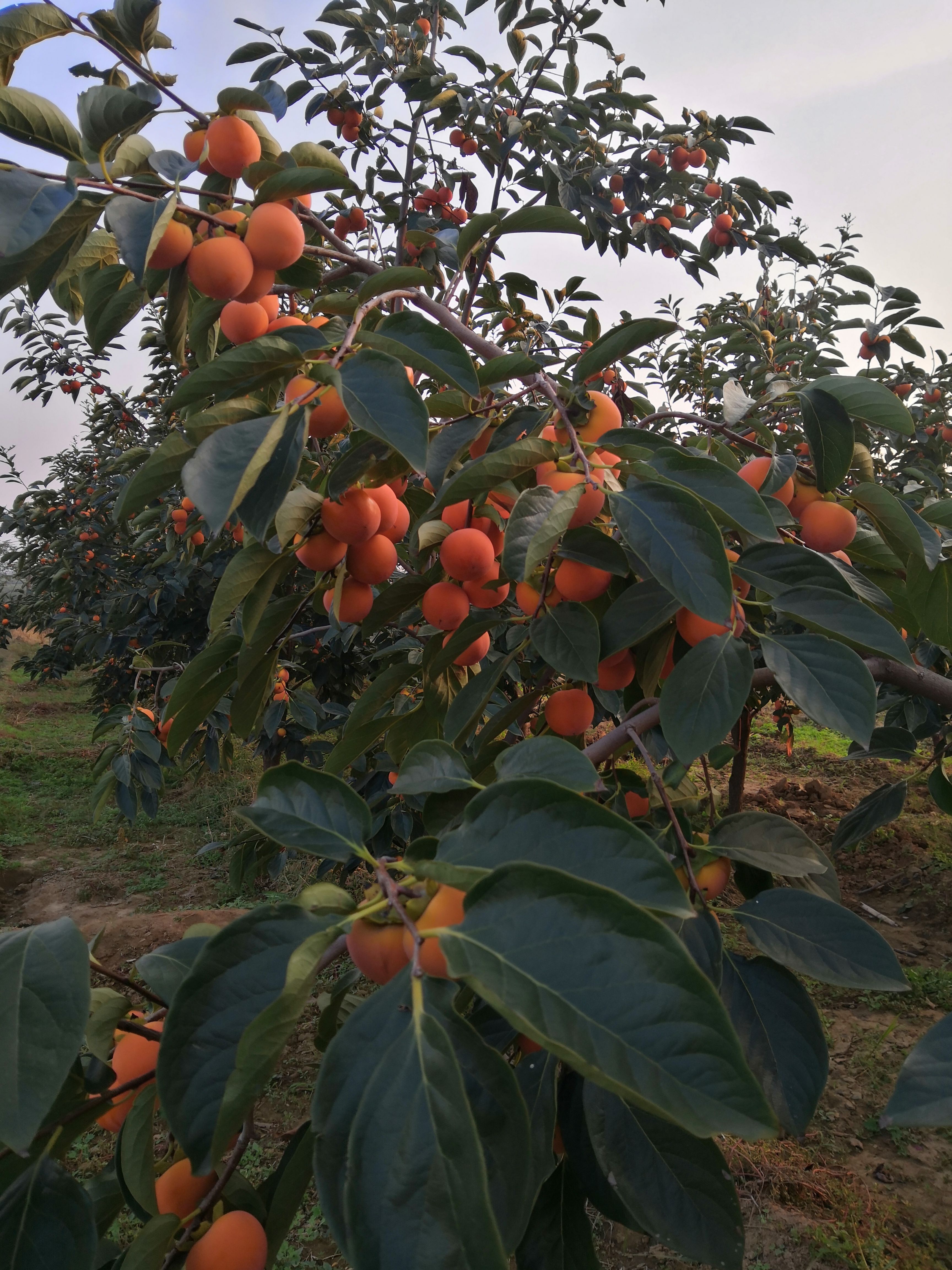 陕西韩城火葫芦柿子