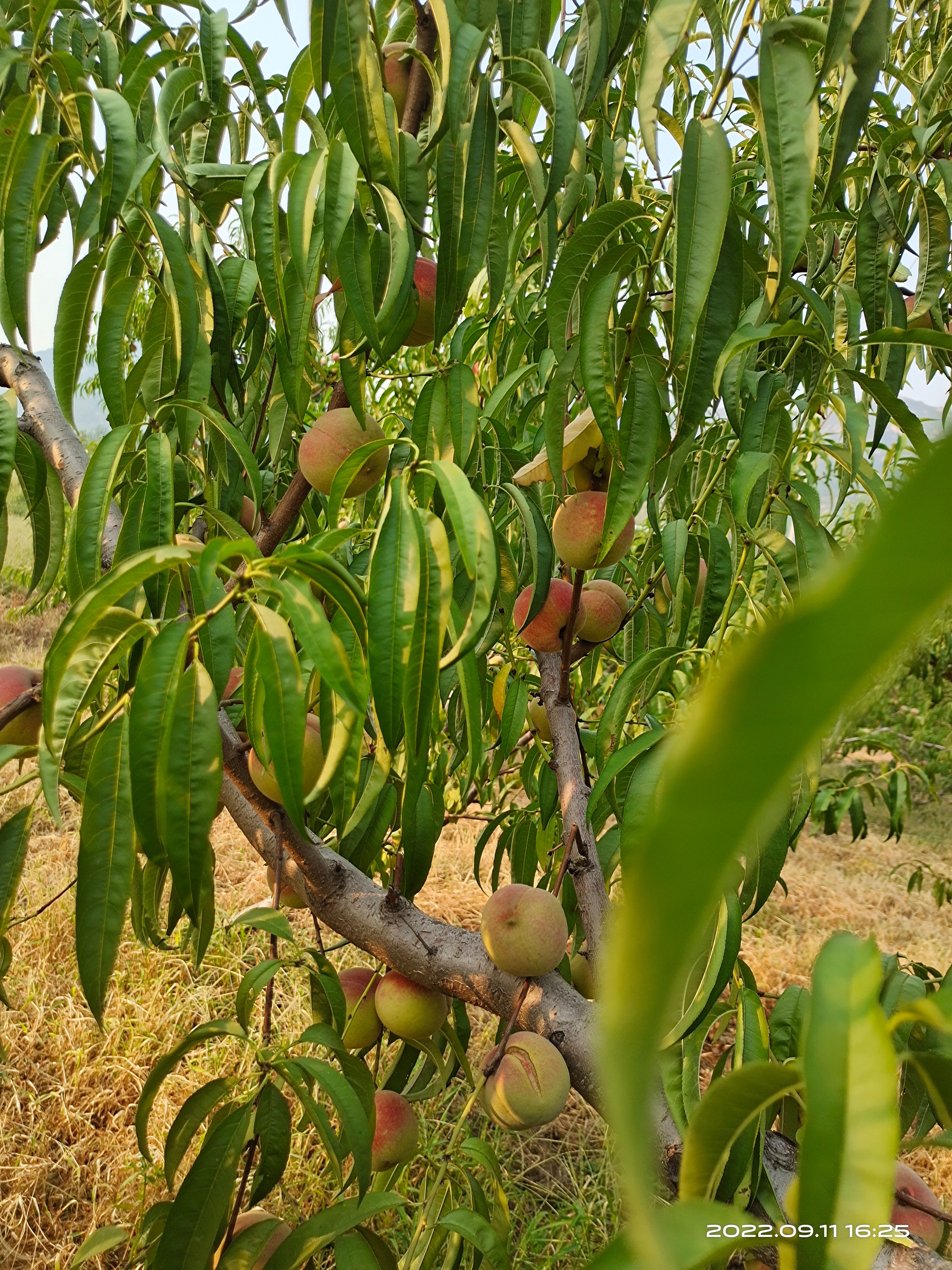 青州蜜