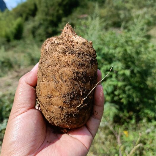 彝良县云南昭通小草坝鲜天麻