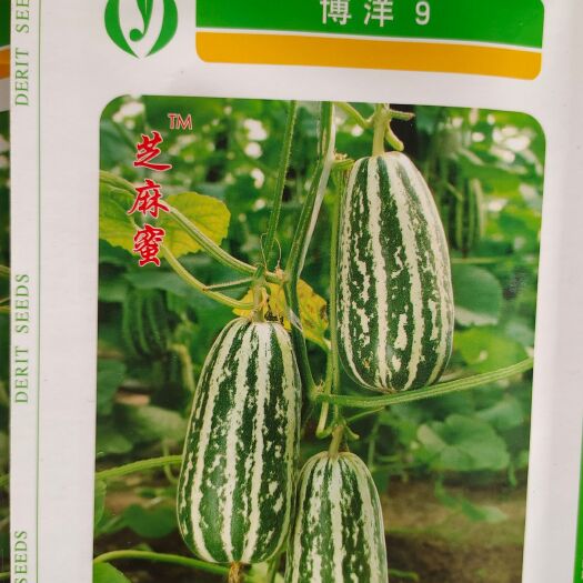 寿光市博洋9种子
