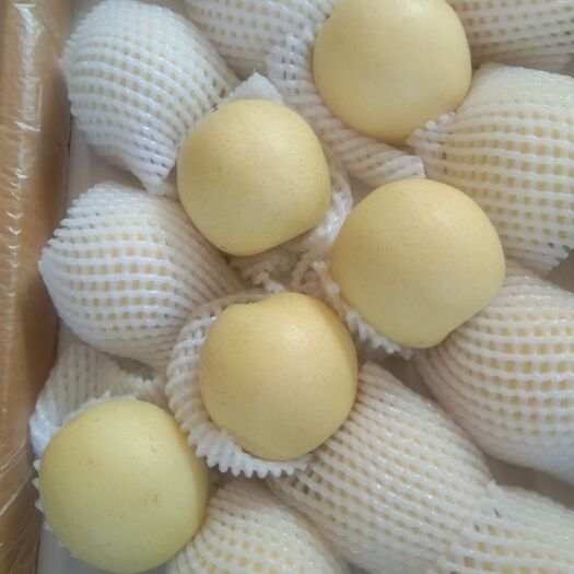 赵县皇冠梨，海量货源，质优价廉，一年四季有各种各样的梨，保证质量