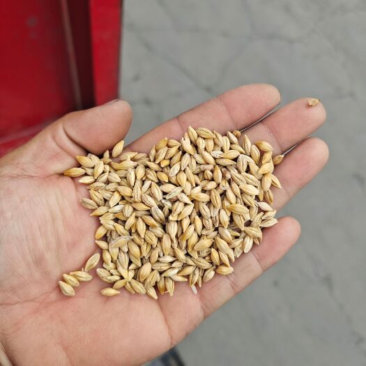 大麦  酿酒大麦  饲料用 大麦  产地直销 宠物用粮