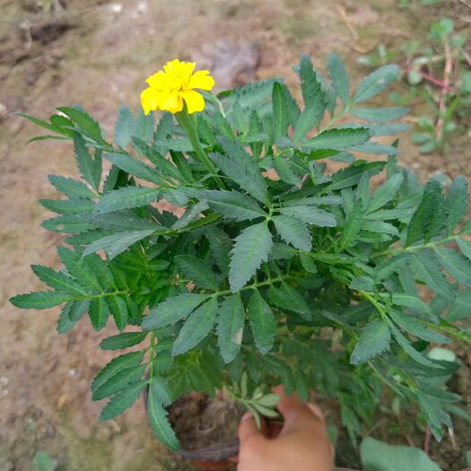 青州市孔雀草