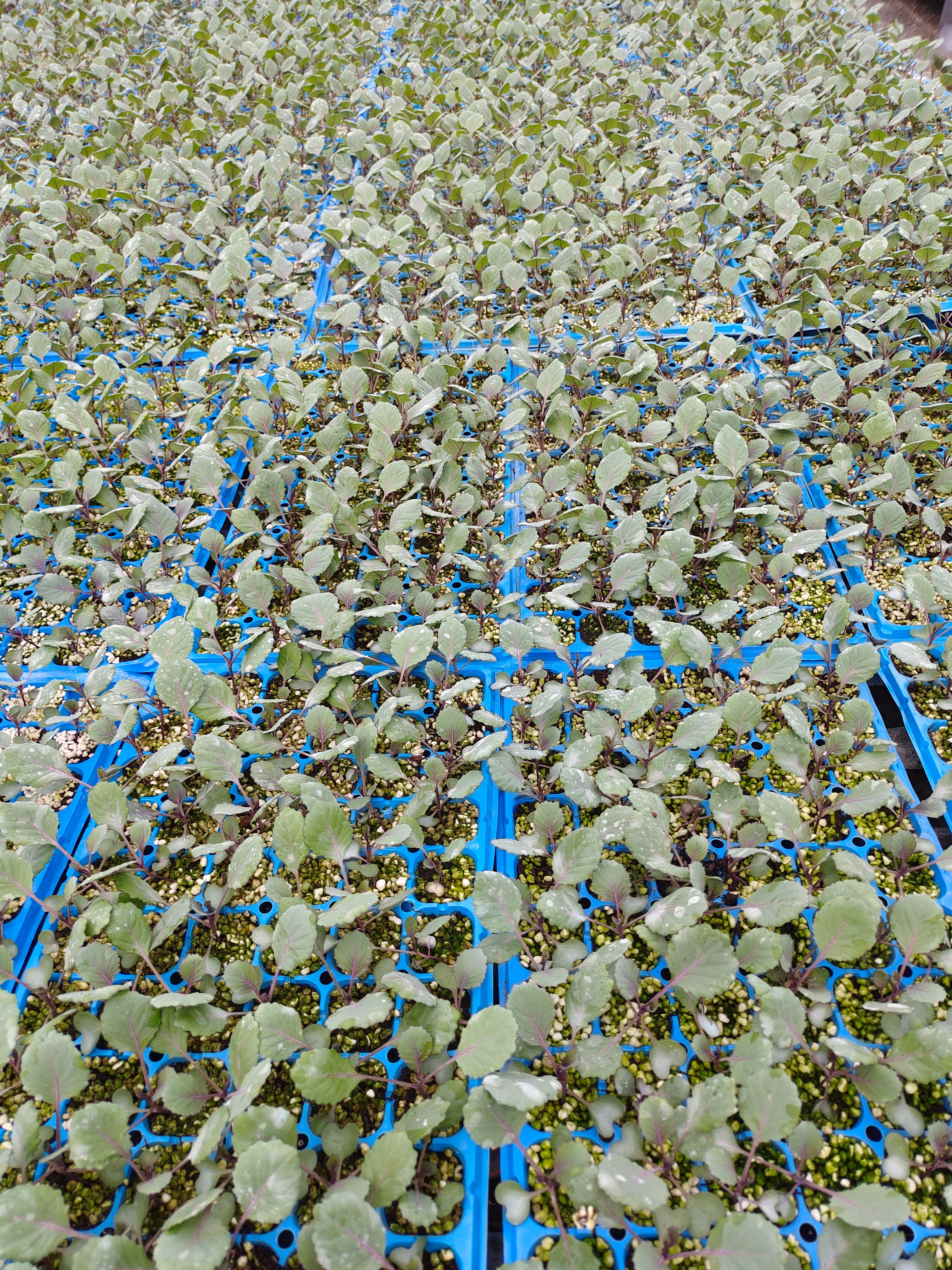 紫甘蓝种子，紫包菜种子