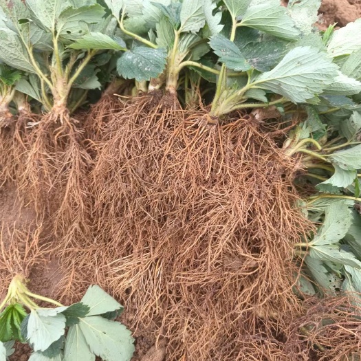 泰安妙香七号草莓苗繁育基地，根系发达量大优惠妙香七号草莓苗