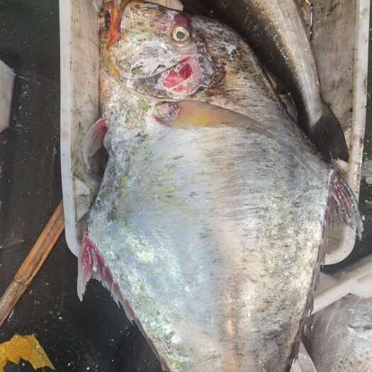 平潭县冰鲜类海鱼