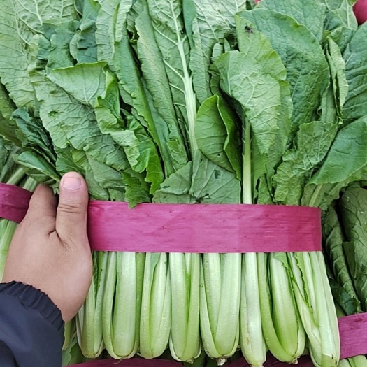 邯郸小白菜