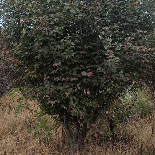 菏泽美人梅，6-12公分，量大基地直销