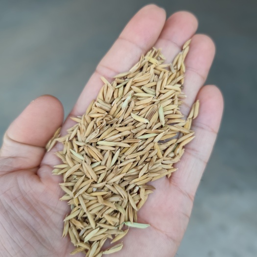 籼稻谷  象牙粘  香象牙,