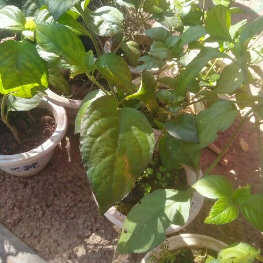 澜沧县糯米香茶盆栽。