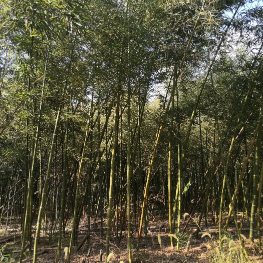 咸宁雷竹2-3-4公分