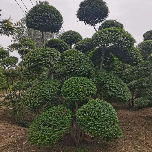 沭阳县小叶女贞造型树景观造型树点缀观赏景观设计