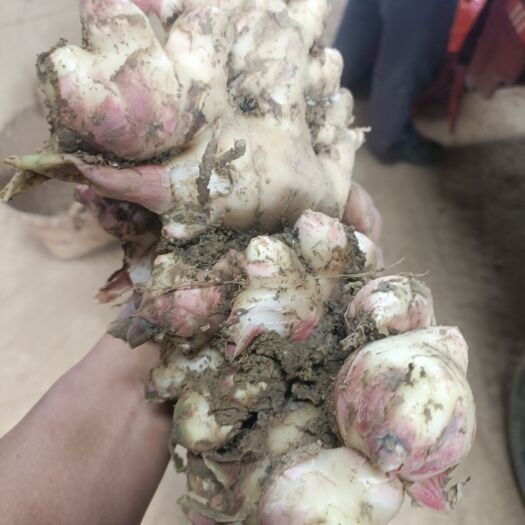 天等县广西大肉姜