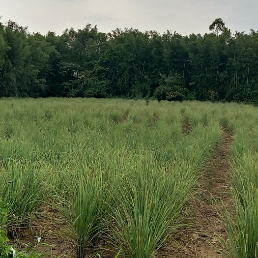 广州香茅草