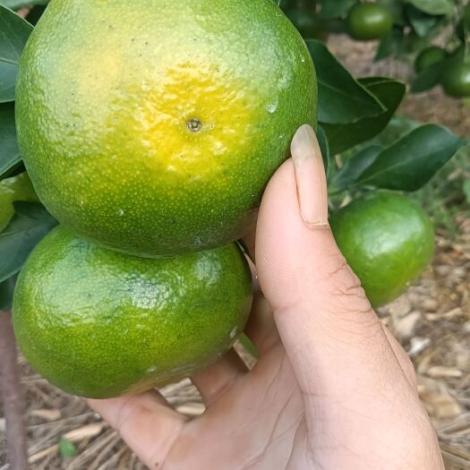 资兴市蜜桔  东江湖蜜橘小何代办～甜过初恋