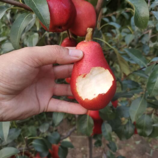 红香妃梨苗 2023新品种梨树