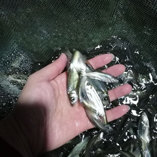南充【翘嘴鮊鱼苗】翘嘴鱼苗，基地直供送货上门。包成活包技术