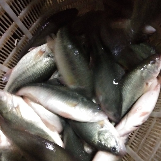 鲈鱼
