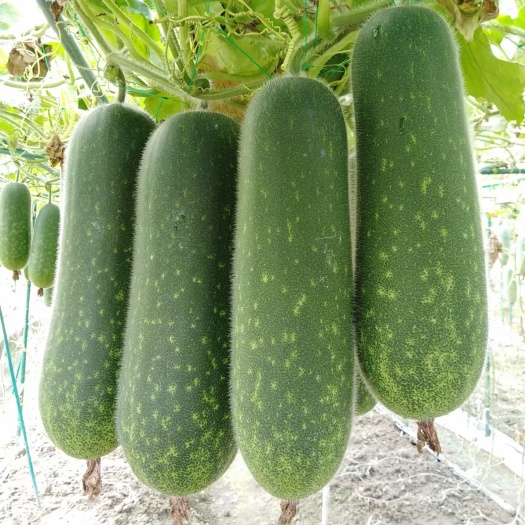 灵山县【推荐】毛节瓜苗节瓜苗嫁接苗直播苗广西育苗基地直供早熟产量高