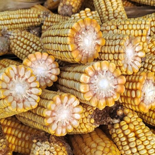 玉米棒水分35出粮高，质量好