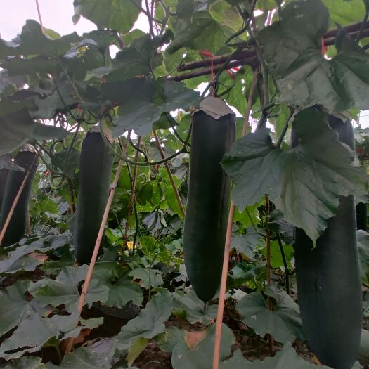 清远黑皮吊冬瓜
