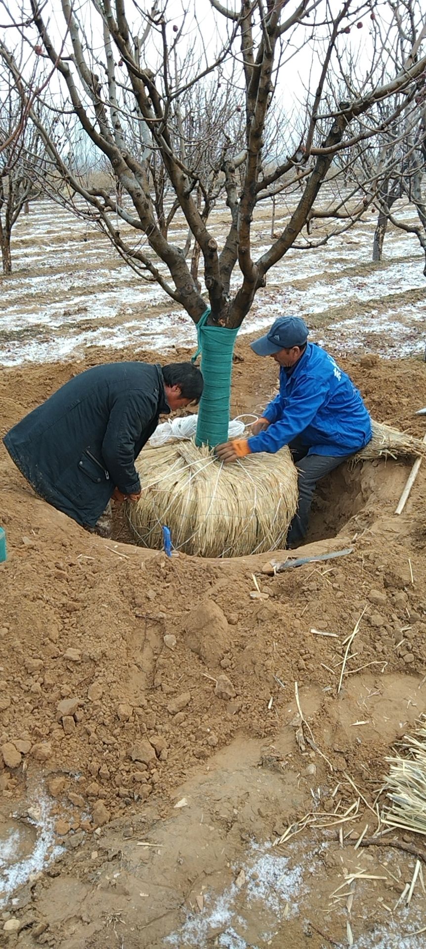 15公分八棱海棠價(jià)格，15公分八棱海棠樹(shù)價(jià)格