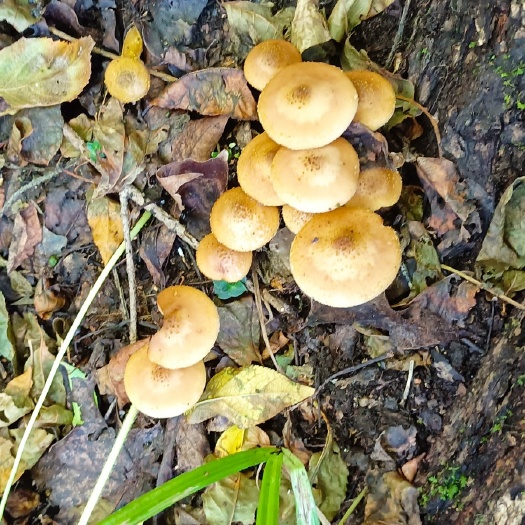舒兰市蘑菇