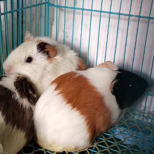 陆良县自家养殖荷兰猪优惠出售
