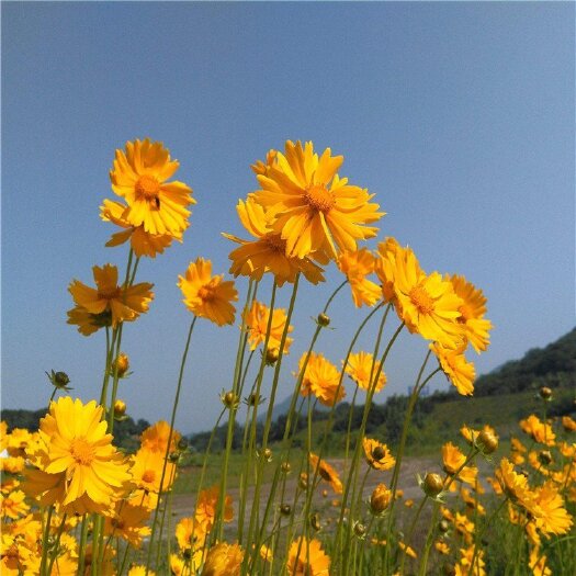 金鸡菊种子辽宁省开原市靠山镇森源苗木种子经销处
