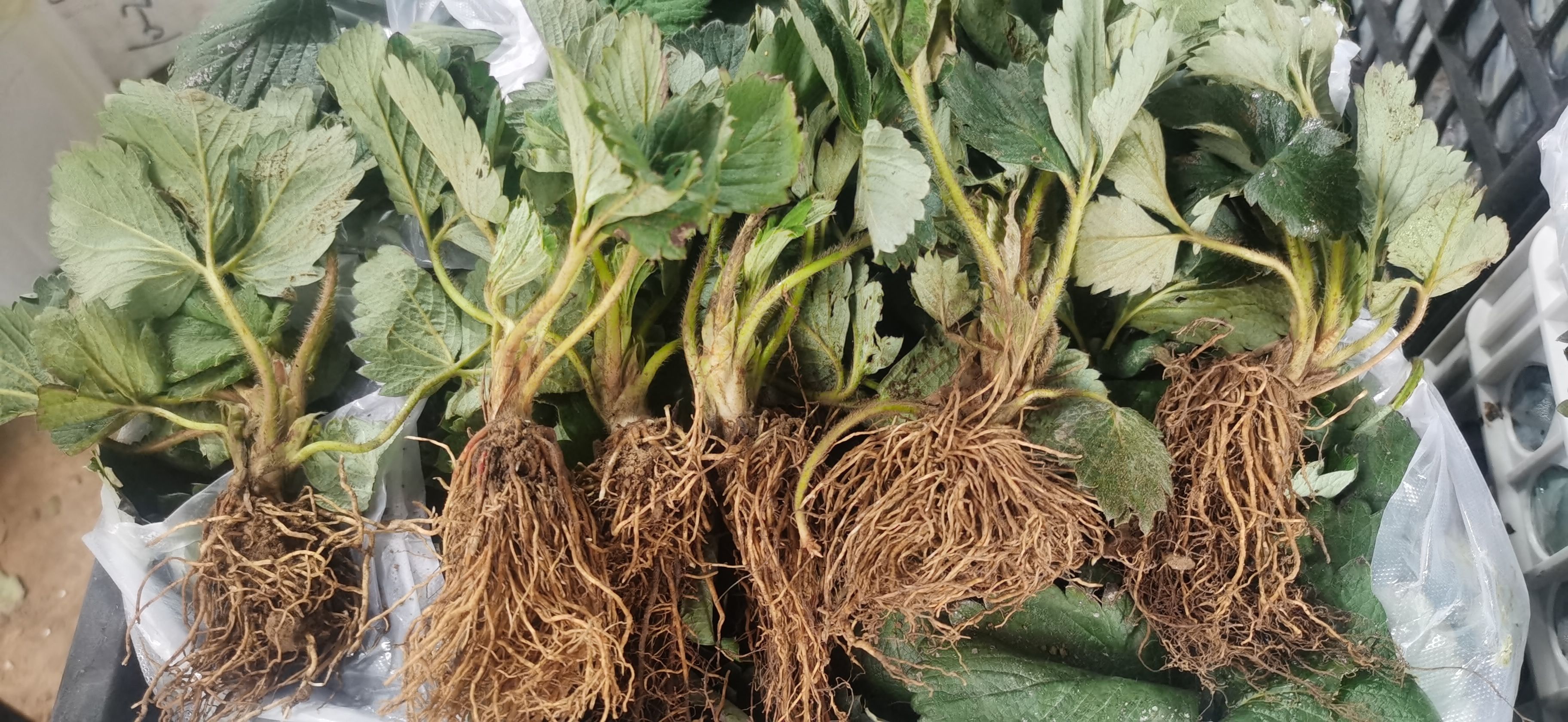 章姬草莓苗批发，确保品种，量大优惠，可签订品种合同