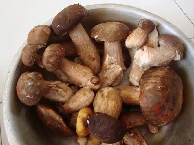 勐腊县野生牛肝菌