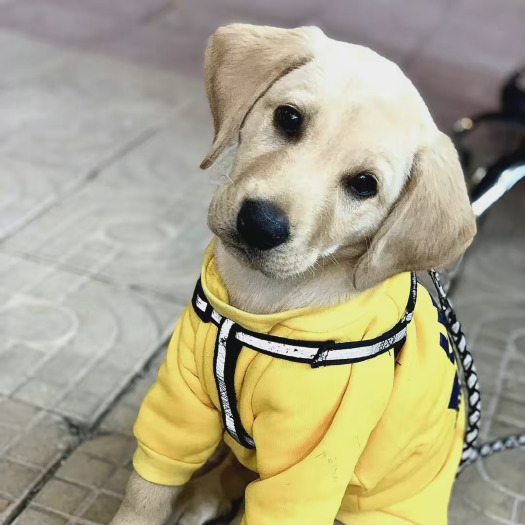 梁山县拉布拉多幼犬疫苗齐全 公母都有有喜欢的联系我