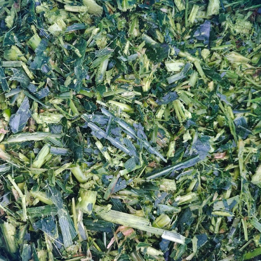 惠州玉米青贮出售，质量保证，欢迎咨询！
