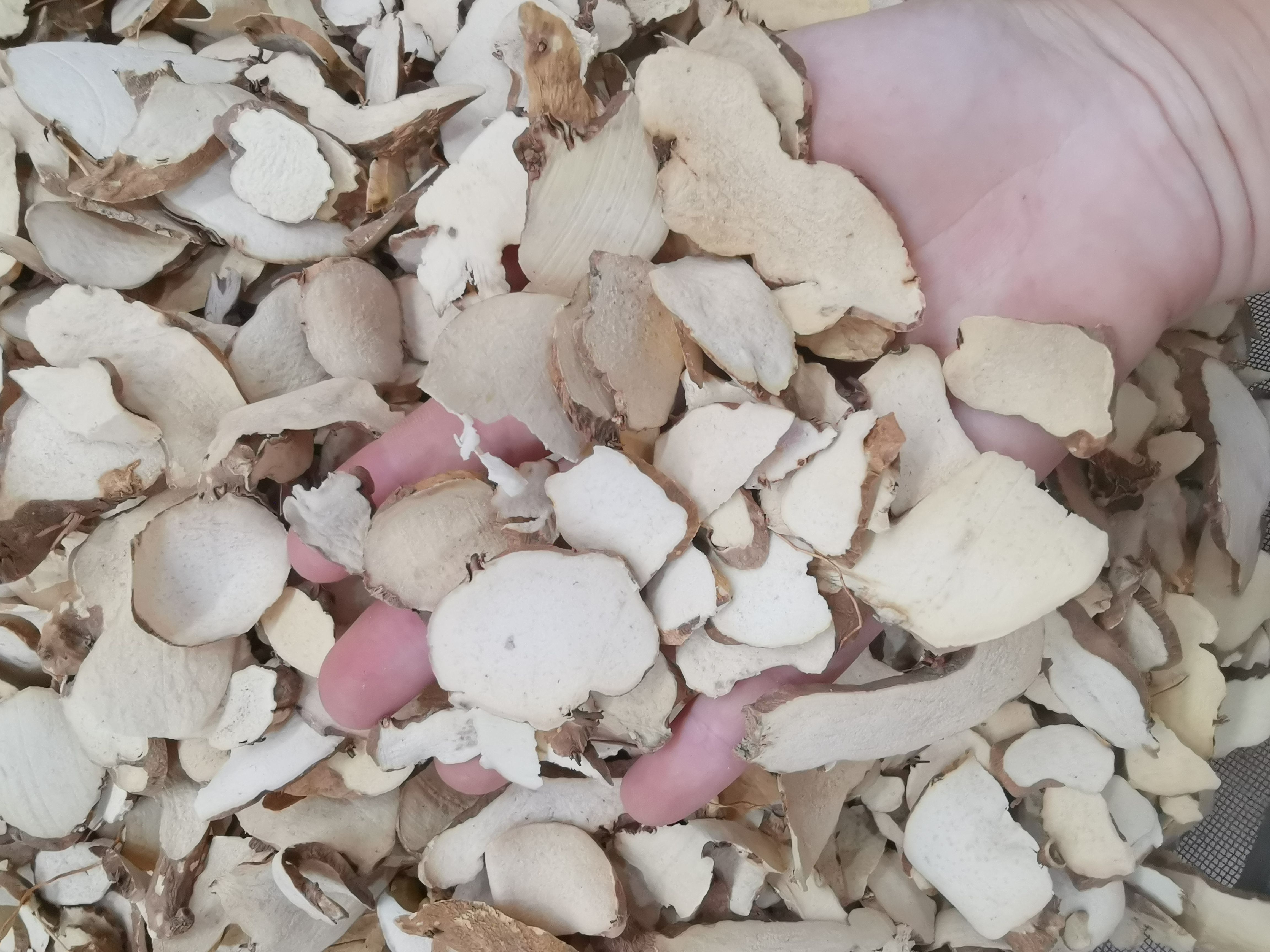 粉萆薢 批发粉萆薢 产地一手货源 充足可供大货批发零售