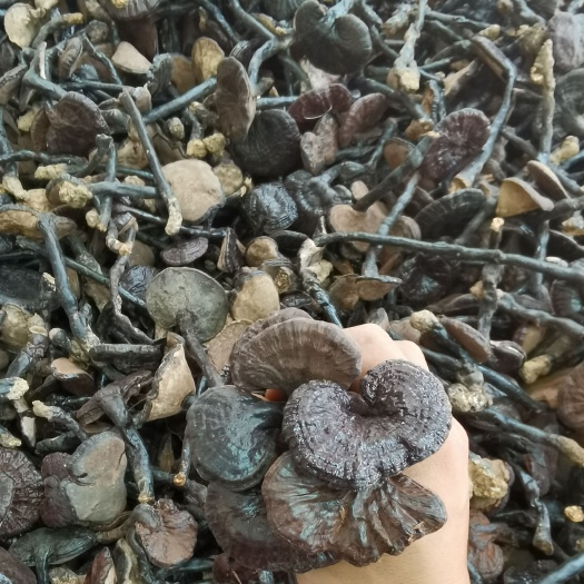 广州紫灵芝，小货，厚肉
