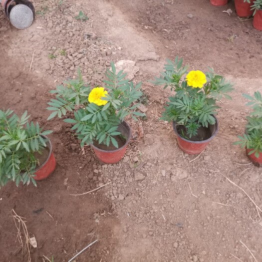 青州市孔雀草（红黄两色）自家苗圃货源。