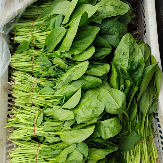 南通精品菠菜，常年供应