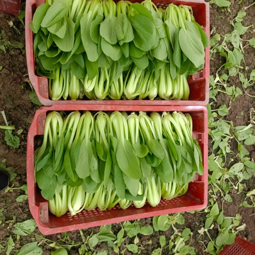 上海精品小青菜，杭白菜，矮脚菜，大量上市，价格低廉，欢迎选购