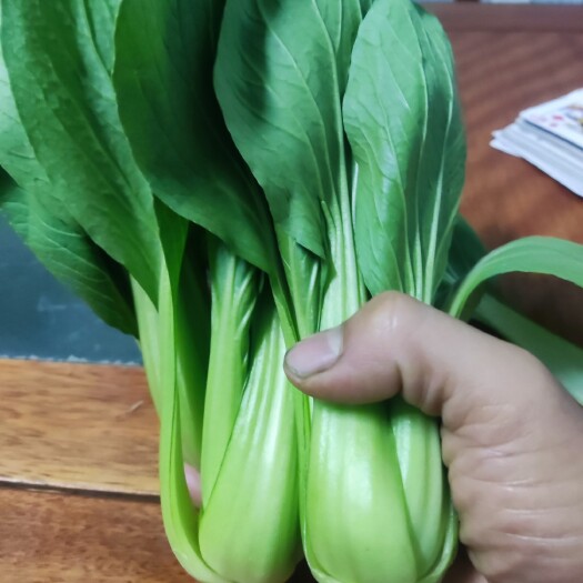 太和县上海青，毛白菜生产基地，每天新鲜收割，大型冷库预冷发货！