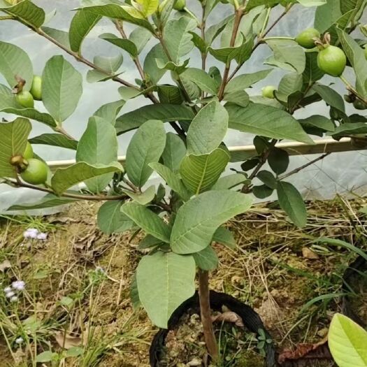 香果番石榴杯苗高嫁接苗